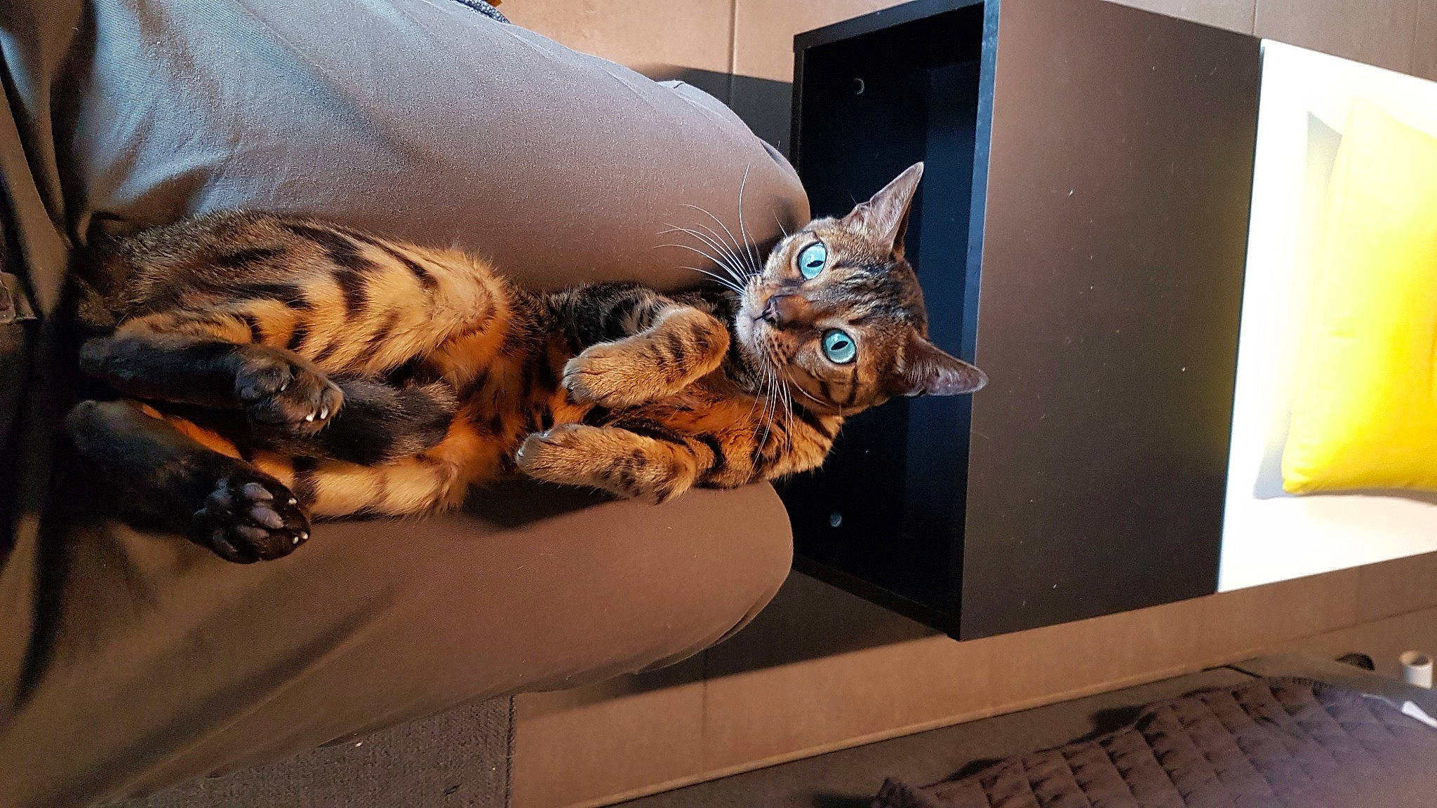 Myla a rejoint le concours — aidez-le/la à gagner de superbes lots ! bengal_tiger, big_cats, carnivore, cat, comfort, couch, domestic_short_haired_cat, fawn, felidae, fur, metal, paw, siberian_tiger, small_to_medium_sized_cats, snout, tail, terrestrial_animal, tiger, whiskers, wood