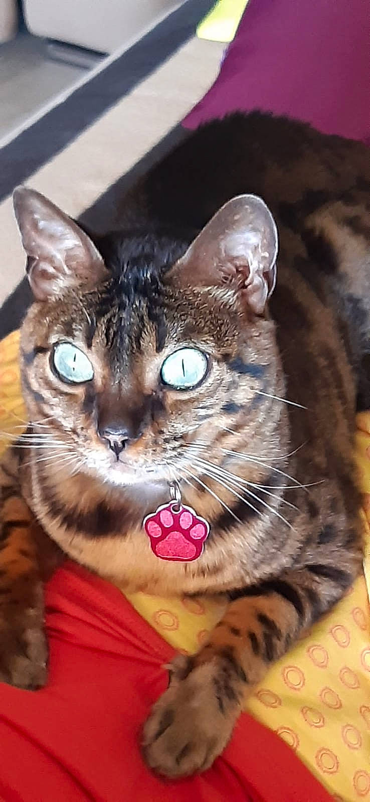 Myla a rejoint le concours — aidez-le/la à gagner de superbes lots ! carnivore, cat, claw, close_up, domestic_short_haired_cat, ear, fawn, felidae, fur, paw, small_to_medium_sized_cats, snout, tail, terrestrial_animal, whiskers, wildlife