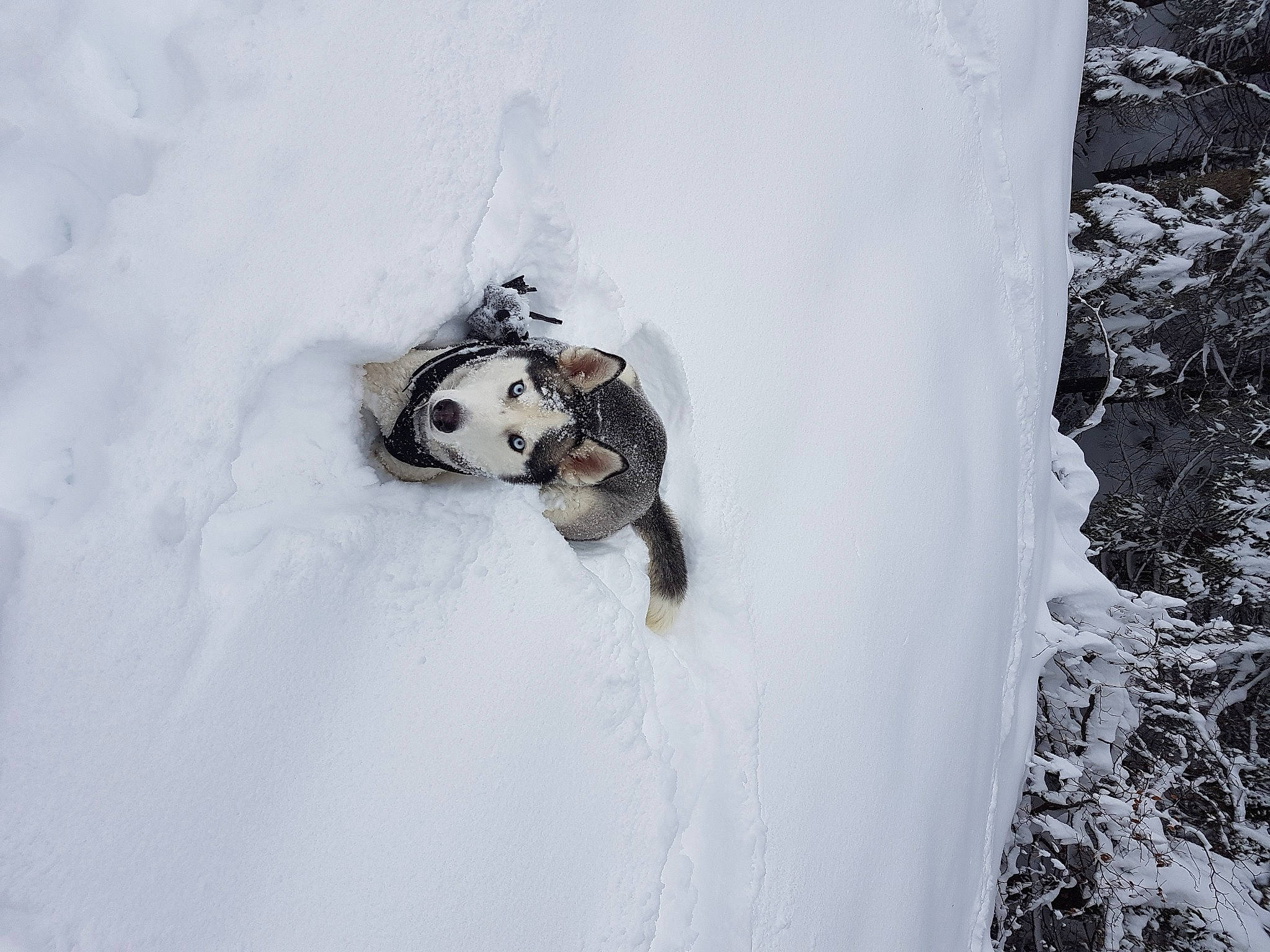 Minka participe au concours pour gagner de l'argent avec cette photo : beak, beetle, duck, eye, freezing, frost, fur, geological_phenomenon, grey, insect, ladybug, macro_photography, pest, recreation, snout, snow, terrestrial_animal, tree, window, winter