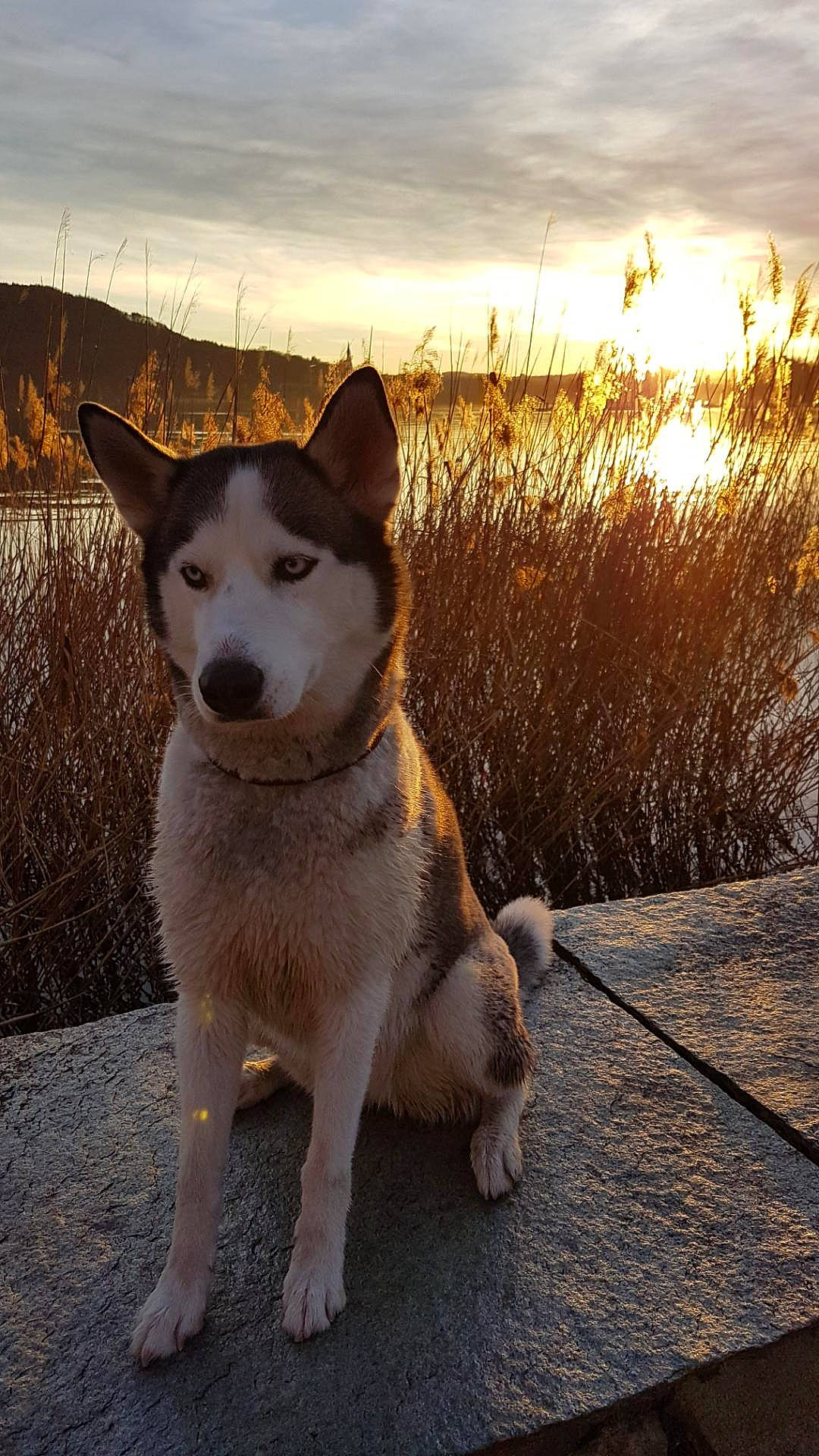 Minka participe au concours pour gagner de l'argent avec cette photo : ancient_dog_breeds, canidae, canis, carnivore, cloud, companion_dog, dog, dog_breed, fawn, fur, landscape, sky, snout, sporting_group, tail, twig, water, wildlife, winter, working_dog