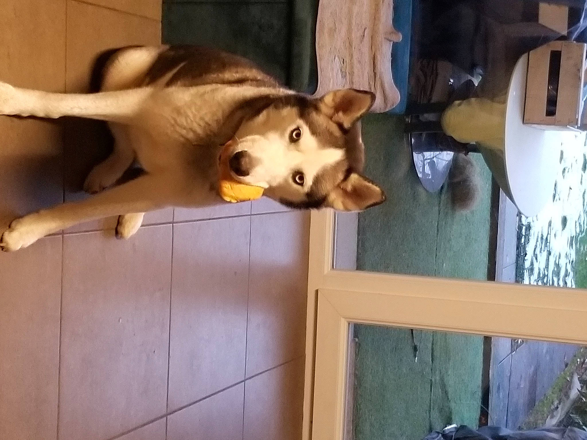 Minka participe au concours pour gagner de l'argent avec cette photo : canidae, canis, carnivore, companion_dog, dog, dog_breed, fawn, felidae, fur, german_shepherd_dog, jaw, paw, pet_supply, sled_dog, snout, sporting_group, street_dog, tail, wood, working_animal