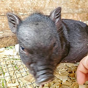 Peppa joined the competition — help win amazing prizes! domestic_pig, ear, fawn, livestock, mammal, rodent, snout, suidae, vertebrate