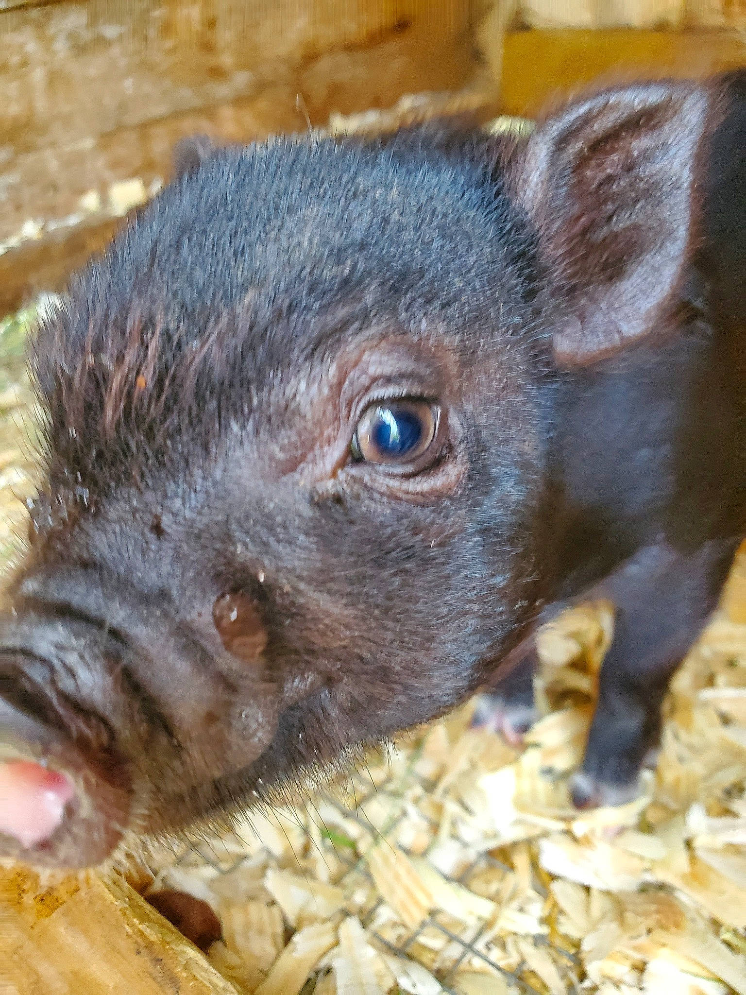 Peppa joined the competition — help win amazing prizes! domestic_pig, fawn, livestock, mammal, nose, peccary, snout, suidae, tasmanian_devil, vertebrate