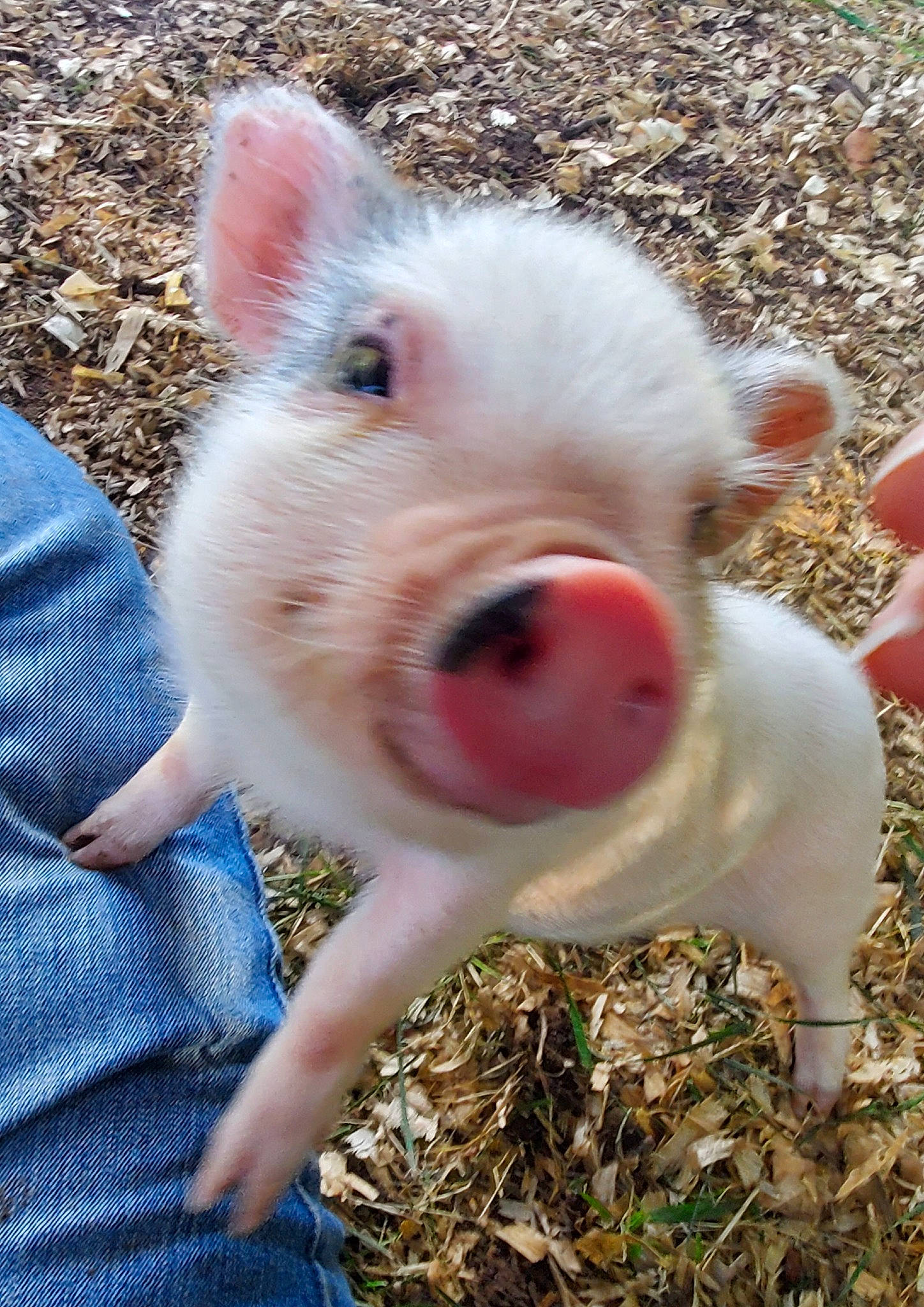 Peaches is registered to the contest to win money with this photo: domestic_pig, fawn, grass, livestock, mammal, nose, skin, snout, suidae