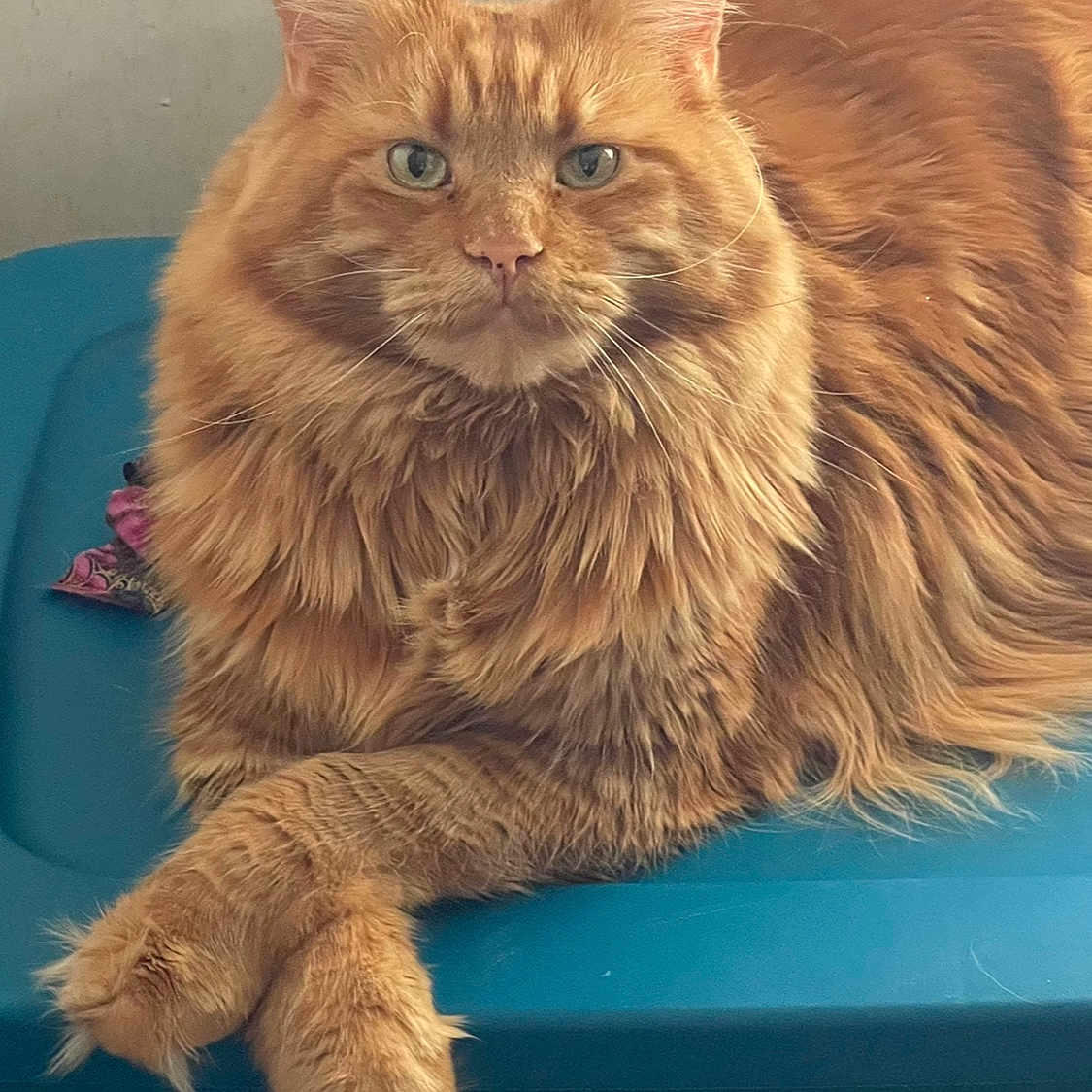 Dusty joined the competition — help win amazing prizes! abyssinian, angora, animal, cat, citrusfruit, food, fruit, hardwood, indoors, interiordesign, kitten, manx, orange, person, pet, plant, produce, sleeping, stainedwood, wood