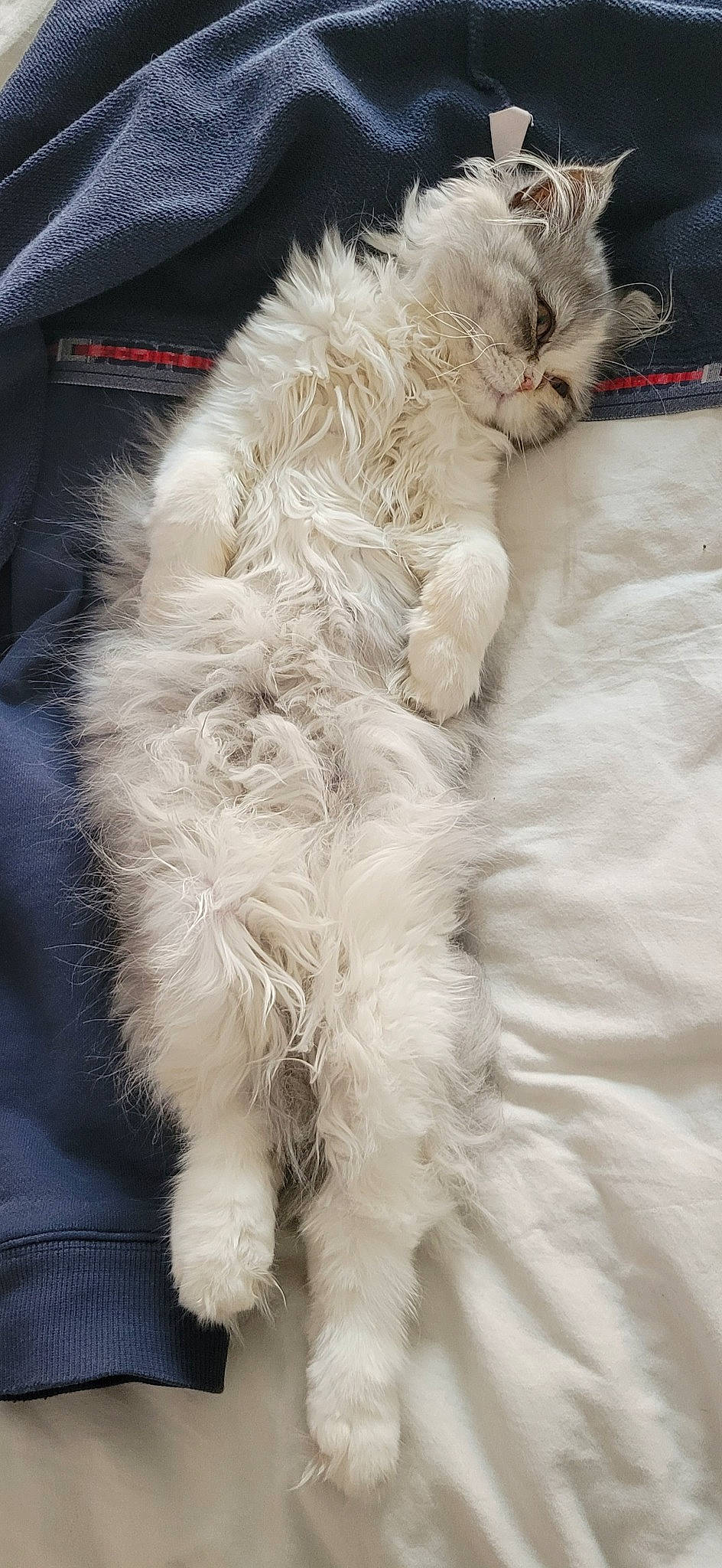 Poupette a rejoint le concours — aidez-le/la à gagner de superbes lots ! animal_product, carnivore, cat, claw, comfort, companion_dog, dog_breed, felidae, fur, natural_material, paw, selkirk_rex, small_to_medium_sized_cats, tail, whiskers