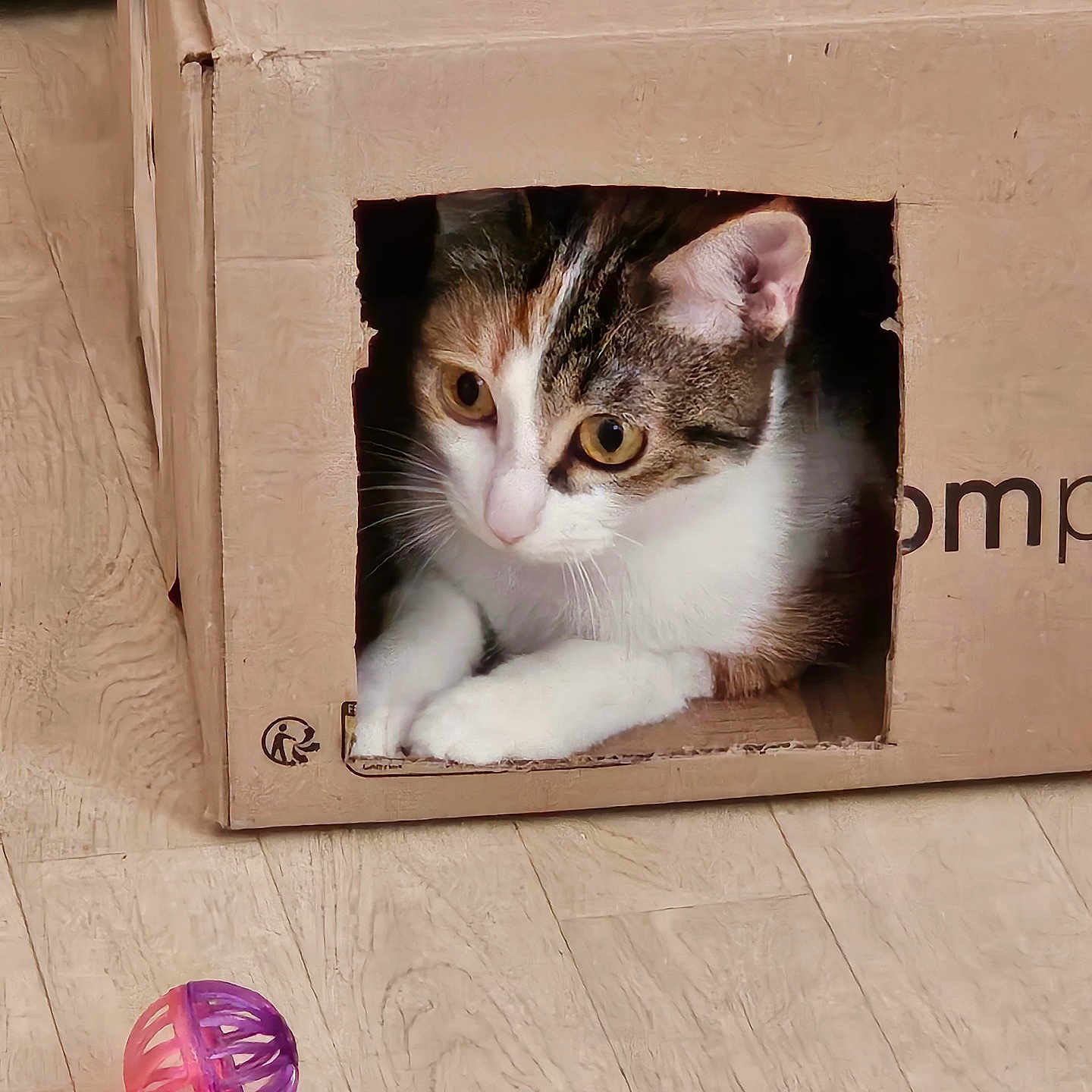 Praline participe au concours pour gagner de l'argent avec cette photo : abyssinian, animal, box, canine, cardboard, cat, crate, den, hardwood, indoors, interiordesign, kitten, manx, pet, rabbit, sphere, stainedwood, wood