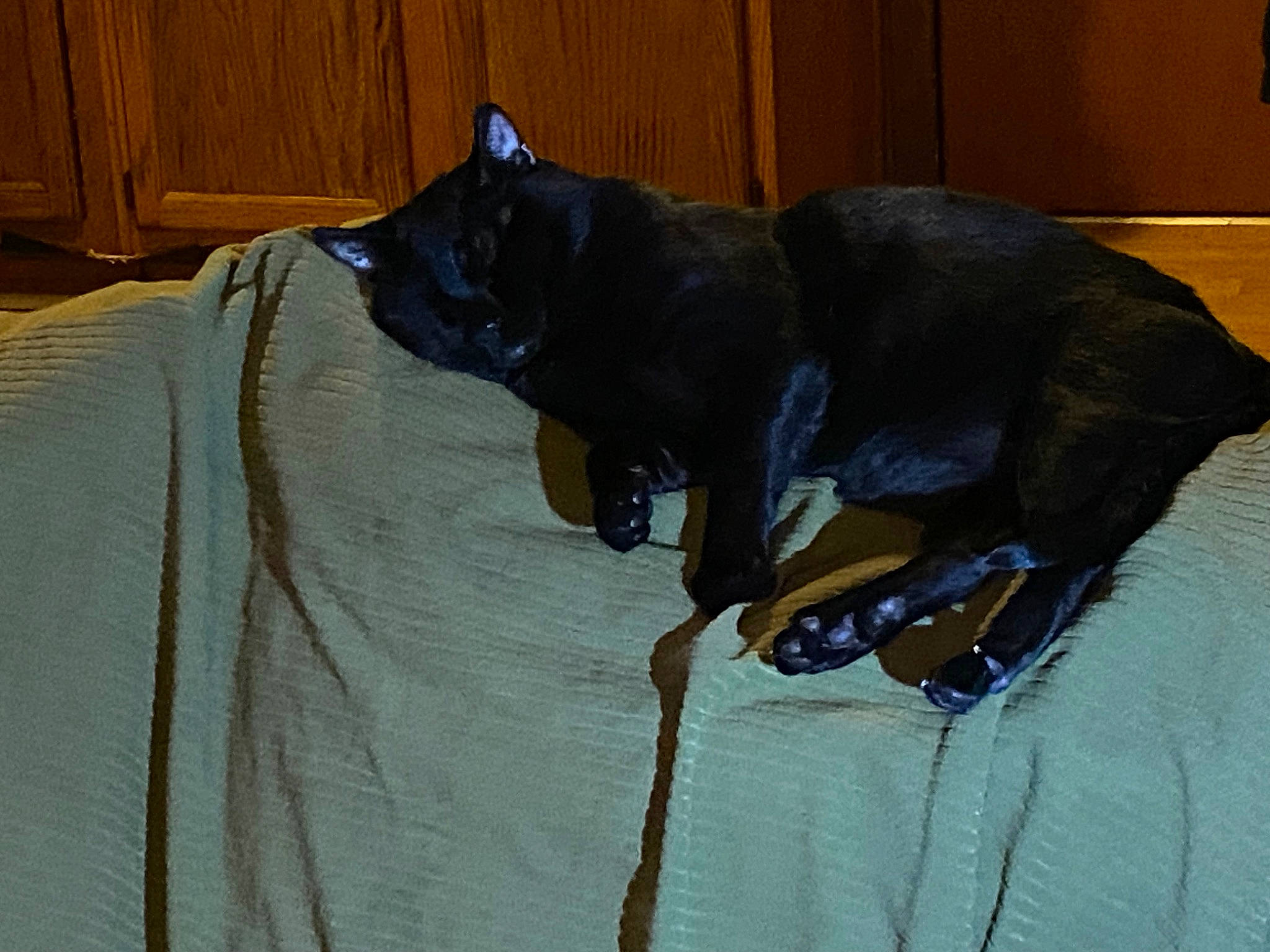 Kitkat joined the competition — help win amazing prizes! black_cat, canidae, carnivore, collar, comfort, companion_dog, dog, dog_breed, electric_blue, fawn, felidae, fur, guard_dog, linens, small_to_medium_sized_cats, snout, sporting_group, tail, whiskers, working_animal