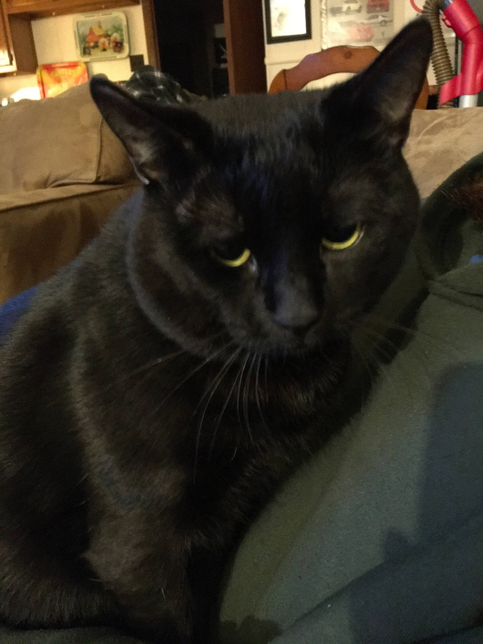 Kitkat joined the competition — help win amazing prizes! black_cat, bombay, carnivore, cat, comfort, domestic_short_haired_cat, felidae, fur, grey, small_to_medium_sized_cats, snout, terrestrial_animal, whiskers