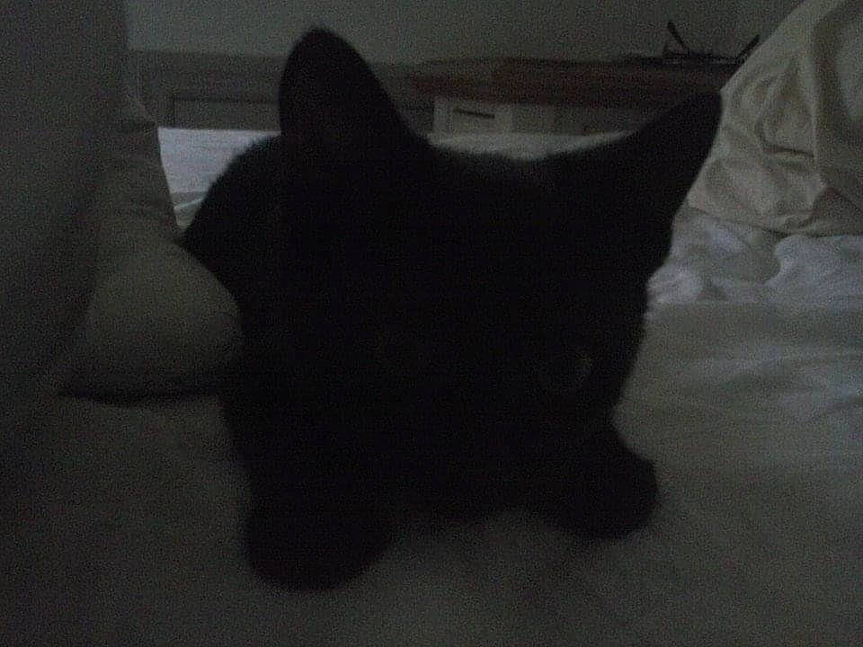 Kitkat is registered to the contest to win money with this photo: black_cat, bombay, carnivore, cat, comfort, darkness, dog_breed, domestic_short_haired_cat, felidae, fur, grey, linens, nap, paw, small_to_medium_sized_cats, snout, tail, terrestrial_animal, tints_and_shades, whiskers