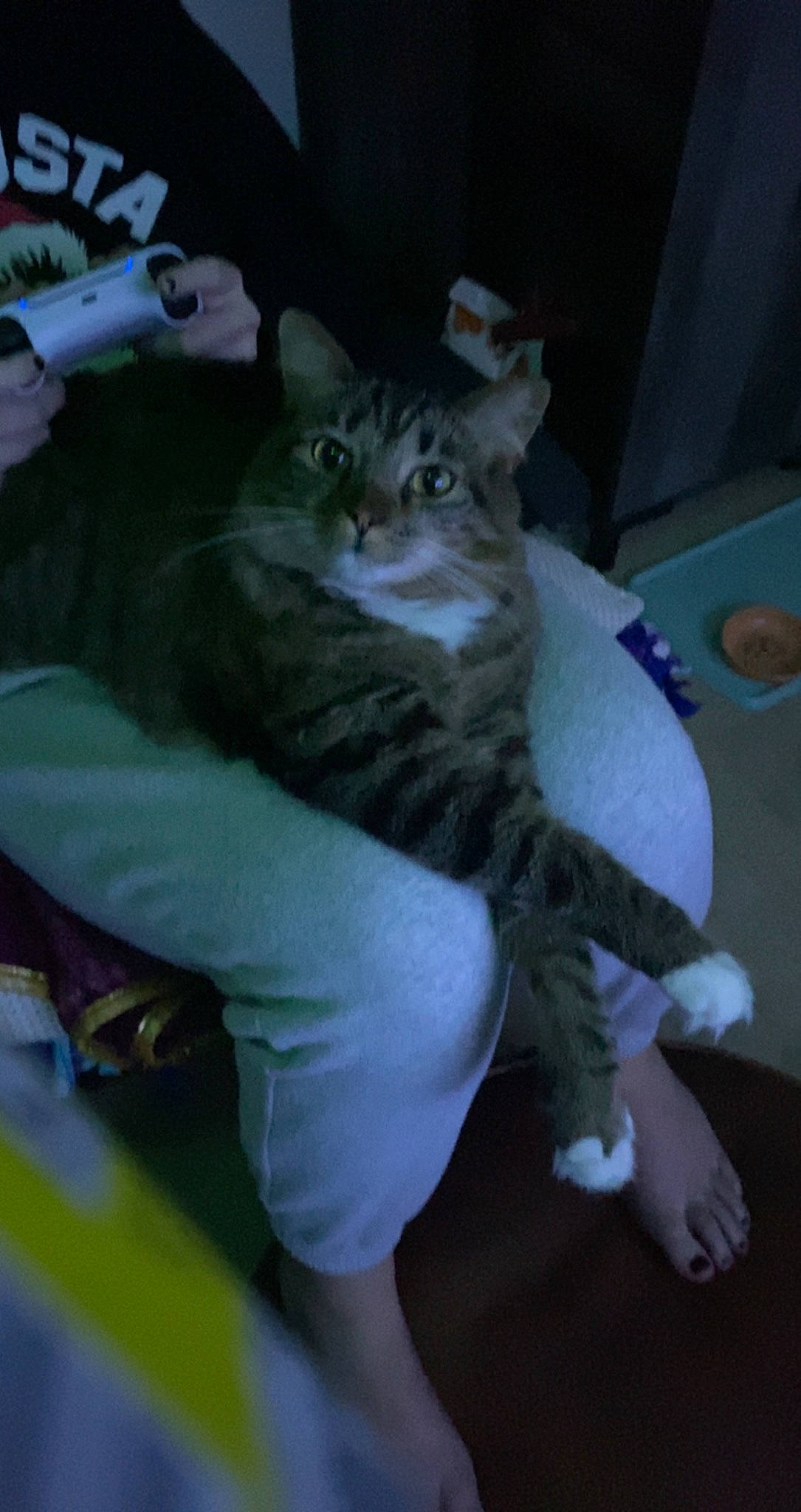 Lia is registered to the contest to win money with this photo: carnivore, cat, claw, comfort, domestic_short_haired_cat, felidae, fur, lap, paw, sitting, small_to_medium_sized_cats, snout, tail, terrestrial_animal, whiskers