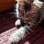 kitten, cat, feline, fur, paw, striped_rug, sunlight, window, wooden_frame, indoor, pet, cute, curious, whiskers, young_animal, relaxing, soft, closeup, animal, domestic