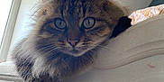 Ruby participe au concours pour gagner de l'argent avec cette photo : cat, tabby, fluffy, paw, bed, bedframe, window, indoor, feline, relaxed, pet, animal, fur, whiskers, domestic, mammal, resting, looking, closeup, natural_light