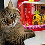 Ruby a rejoint le concours — aidez-le/la à gagner de superbes lots ! cat, tabby_cat, green_eyes, fluffy_fur, fish_tank, red_fish_tank, pineapple_house, spongebob_squarepants, patrick_star, colorful_gravel, table, wooden_table, curious, pet, indoor, close_up, feline, whiskers, animal, decor
