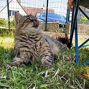 Ruby a rejoint le concours — aidez-le/la à gagner de superbes lots ! cat, tabby_cat, grass, outdoor, sunny, backyard, fence, chair, person, shoe, paw, licking, fur, plant, car, daylight, relaxing, nature, pet, animal