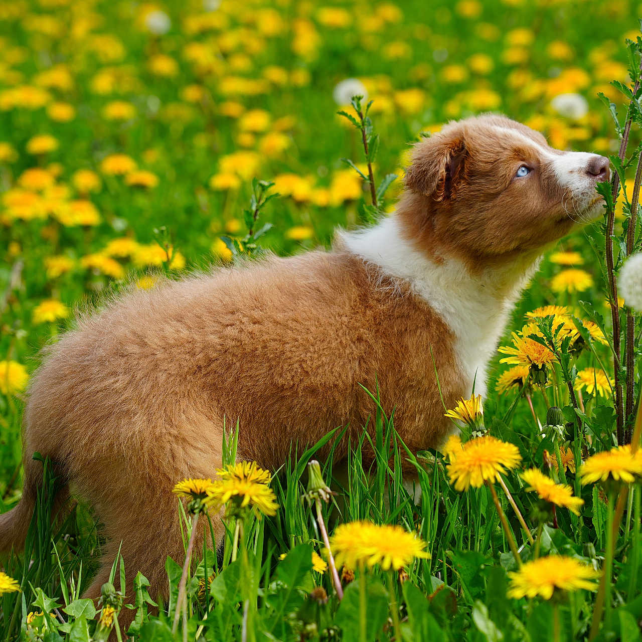 Aneto a rejoint le concours — aidez-le/la à gagner de superbes lots ! animal, bear, canine, countryside, daisy, dandelion, dog, field, flower, goldenretriever, grass, grassland, meadow, nature, outdoors, pet, petal, plant, puppy, rural