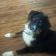 Wick joined the competition — help win amazing prizes! dog, canine, pet, floor, wooden_floor, black_fur, white_paws, brown_markings, collar, lying_down, indoor, cute, curious, animal, mammal, domestic_animal, friendly, furry, portrait, looking_up