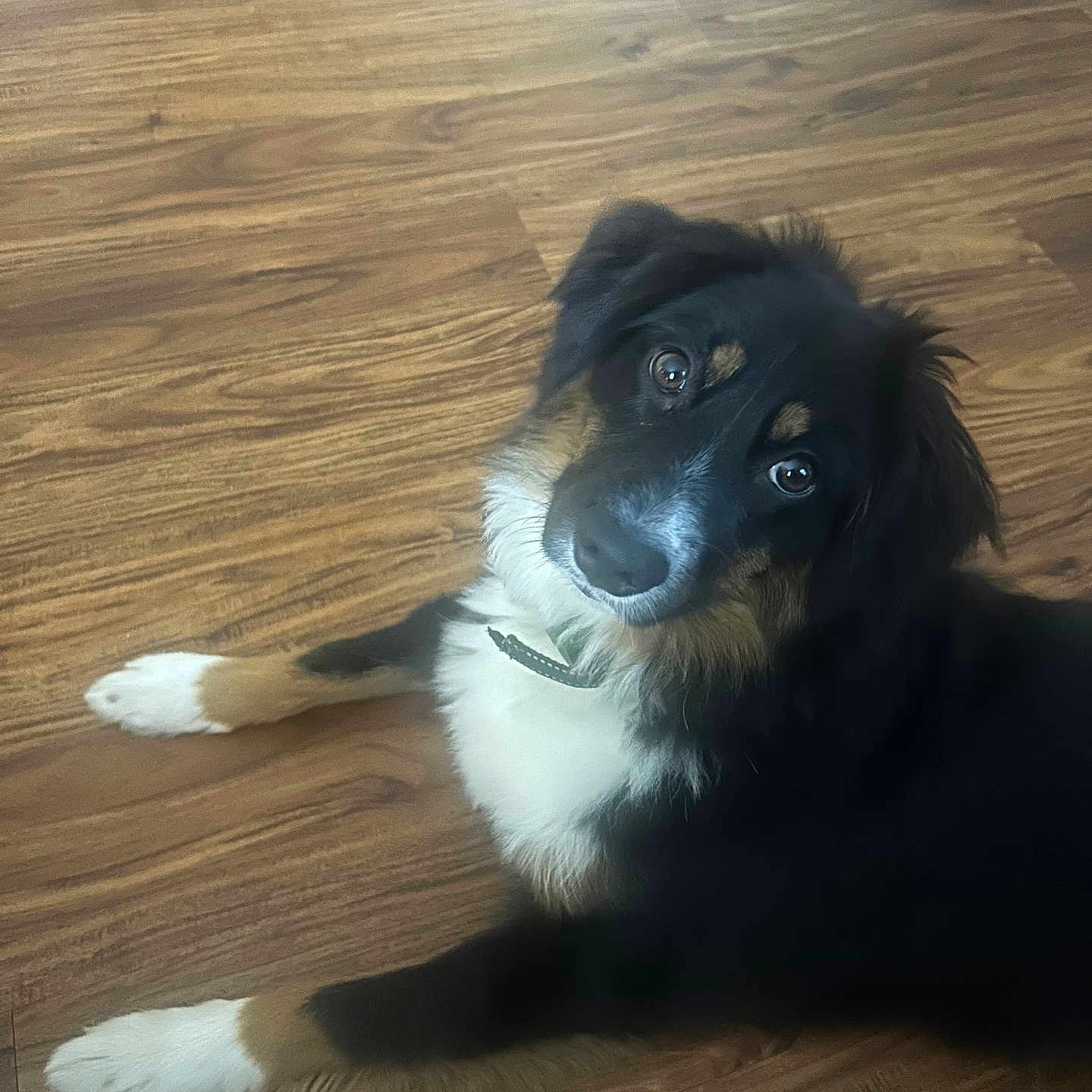 Wick joined the competition — help win amazing prizes! dog, canine, pet, floor, wooden_floor, black_fur, white_paws, brown_markings, collar, lying_down, indoor, cute, curious, animal, mammal, domestic_animal, friendly, furry, portrait, looking_up