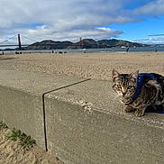 Winter joined the competition — help win amazing prizes! animal, bay, beach, cat, cloud, concrete_barrier, curious, golden_gate_bridge, harness, hill, landscape, leash, nature, outdoor, pet, sand, sky, tabby_cat, tourist_spot, water
