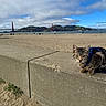 animal, bay, beach, cat, cloud, concrete_barrier, curious, golden_gate_bridge, harness, hill, landscape, leash, nature, outdoor, pet, sand, sky, tabby_cat, tourist_spot, water