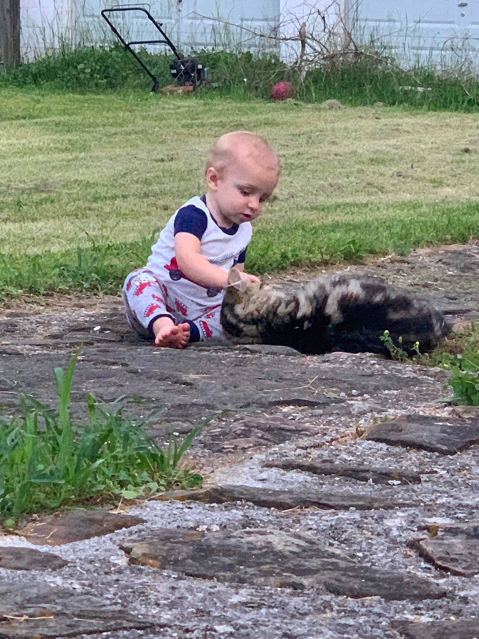 Braeden joined the competition — help win amazing prizes! asphalt, baby, baby_toddler_clothing, carnivore, child, cobblestone, flooring, garden, grass, groundcover, lawn, leisure, people_in_nature, person, plant, road_surface, shorts, sitting, soil, toddler