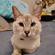 Butters is registered to the contest to win money with this photo: cat, close_up, indoor, pet, animal, feline, curious, whiskers, soft_fur, blue_blanket, relaxed, portrait, domestic_cat, ears, nose, paws, bedroom, lamp, poster, background
