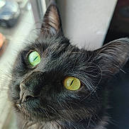 Princess Brownie is registered to the contest to win money with this photo: cat, black_cat, close_up, heterochromia, green_eye, yellow_eye, whiskers, fur, pet, animal, indoor, window, natural_light, portrait, face, cute, feline, looking_up, soft_light, detail