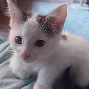 Tilly is registered to the contest to win money with this photo: kitten, cat, animal, pet, close_up, white_fur, curious, cute, indoor, soft_light, feline, young, small, whiskers, ears, paws, blurred_background, domestic, fur, mammal