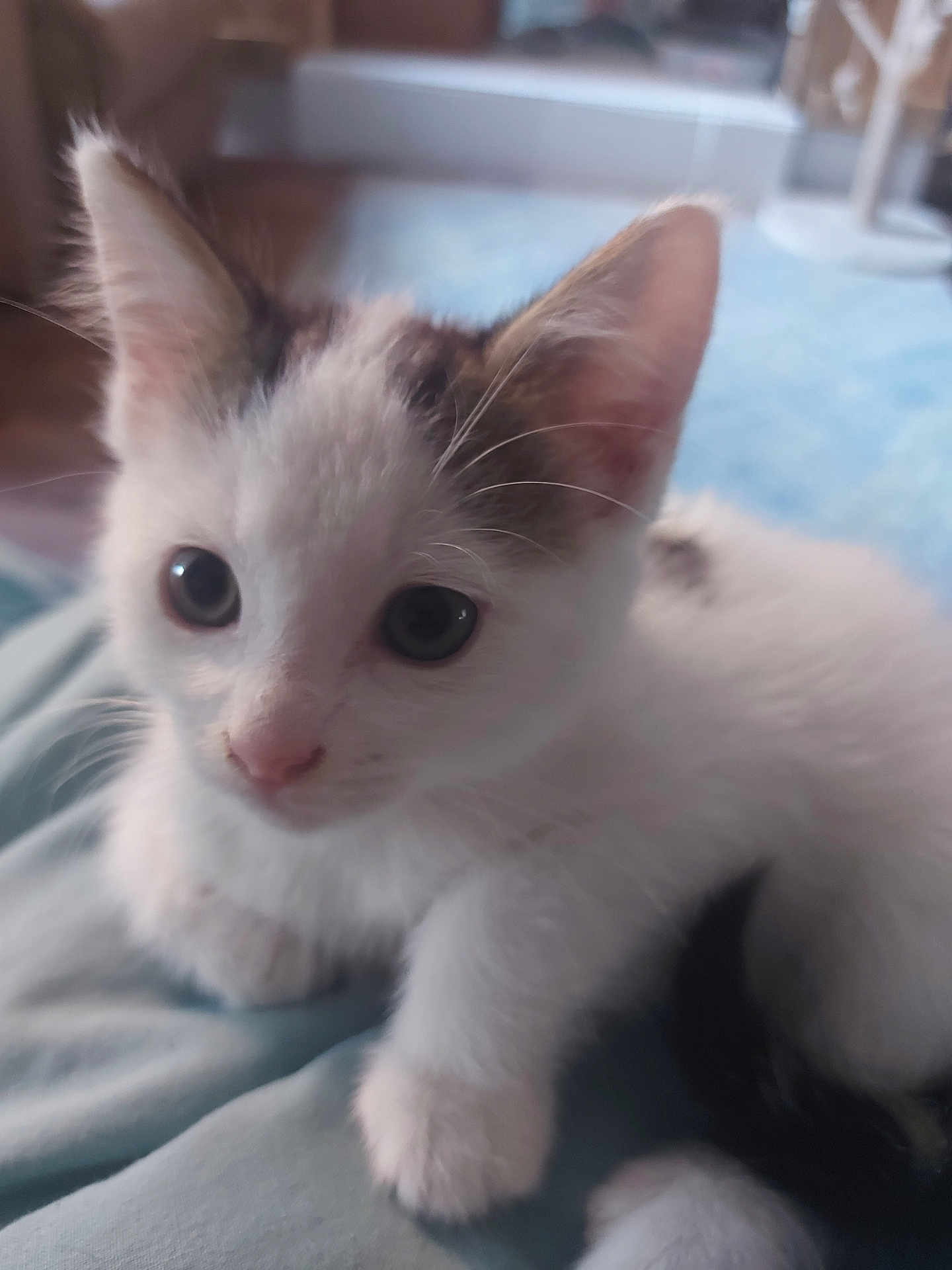 Tilly is registered to the contest to win money with this photo: kitten, cat, animal, pet, close_up, white_fur, curious, cute, indoor, soft_light, feline, young, small, whiskers, ears, paws, blurred_background, domestic, fur, mammal