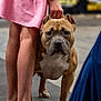 dog, canine, pet, brown_dog, short_hair, cropped_ears, standing, person, legs, pink_dress, black_shoes, indoor, blurred_background, leash, close_up, floor, animal, companion, looking_at_camera, calm