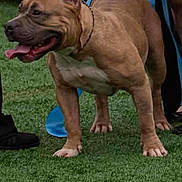 Cinnamon is registered to the contest to win money with this photo: dog, canine, leash, grass, outdoor, animal, pet, muscular, tongue_out, brown_dog, person, footwear, banner, competition, show, proud, standing, collar, blue_garment, event