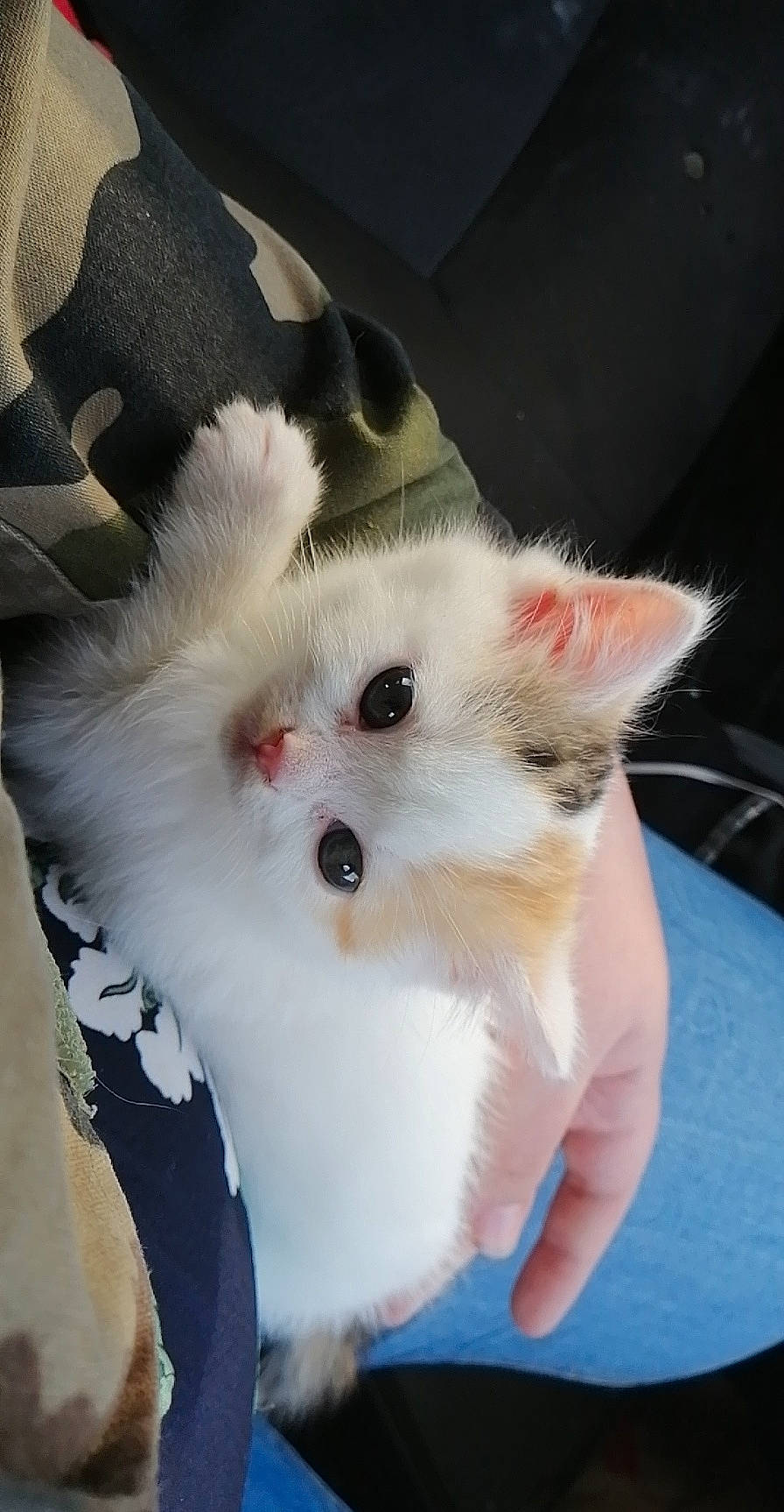 Ruby a rejoint le concours — aidez-le/la à gagner de superbes lots ! canidae, carnivore, cat, dog, dog_breed, felidae, kitten, mammal, nose, puppy, skin, small_to_medium_sized_cats, snout, whiskers