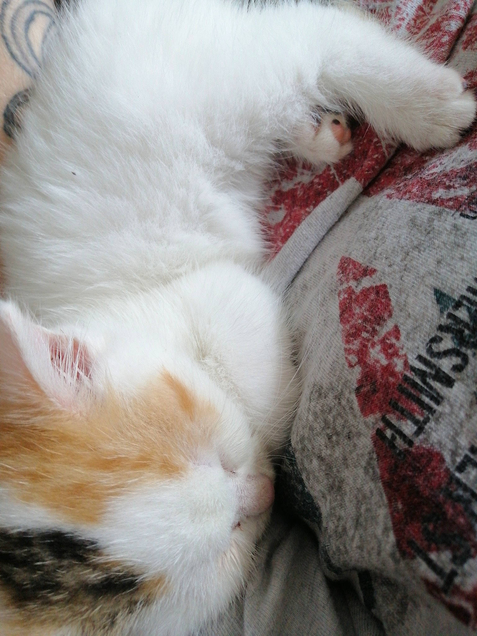 Ruby participe au concours pour gagner de l'argent avec cette photo : carnivore, cat, claw, ear, fawn, felidae, fur, kitten, nap, nose, paw, persian, polydactyl_cat, ragdoll, small_to_medium_sized_cats, tail, textile, turkish_angora, turkish_van, whiskers