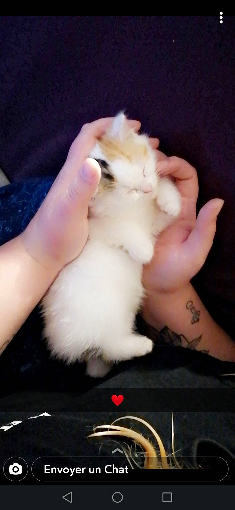 Ruby a rejoint le concours — aidez-le/la à gagner de superbes lots ! carnivore, cat, claw, felidae, fur, hand, kitten, nail, persian, small_to_medium_sized_cats, turkish_van