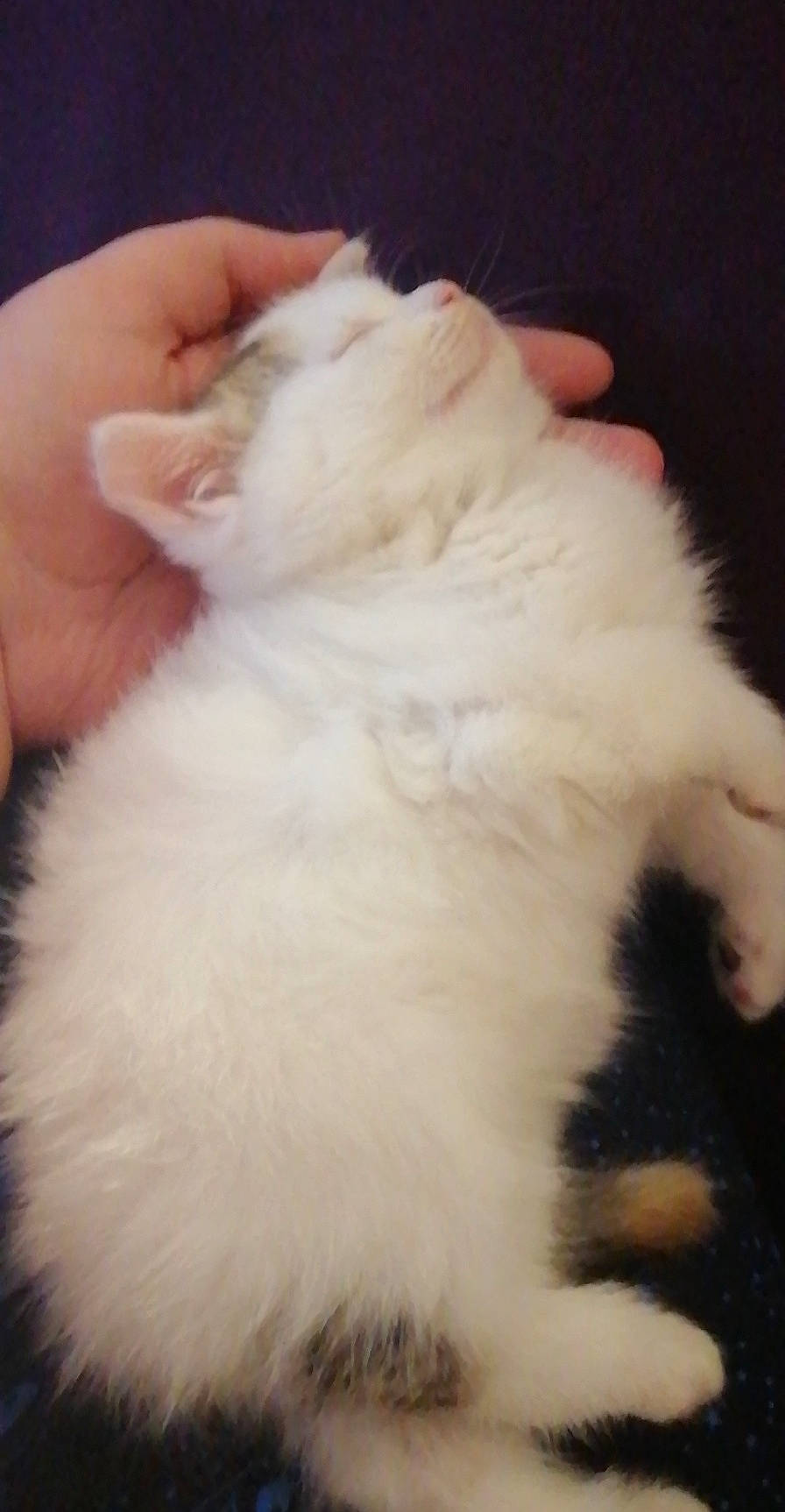 Ruby a rejoint le concours — aidez-le/la à gagner de superbes lots ! british_longhair, carnivore, cat, claw, domestic_long_haired_cat, ear, felidae, fur, kitten, norwegian_forest_cat, paw, persian, polydactyl_cat, ragdoll, skin, small_to_medium_sized_cats, tail, turkish_angora, turkish_van, whiskers