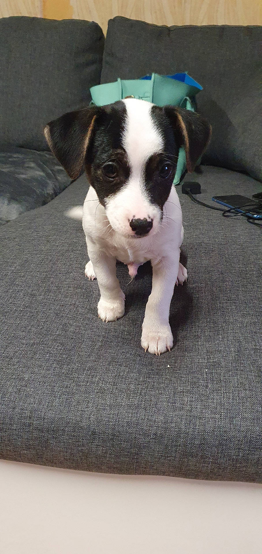 Bounty participe au concours pour gagner de l'argent avec cette photo : accessories, animal, architecture, beagle, bostonbull, boxer, building, bulldog, canine, couch, cushion, dog, frenchbulldog, furniture, homedecor, hound, pet, pitbull, puppy, strap