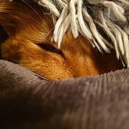 Pilou a rejoint le concours — aidez-le/la à gagner de superbes lots ! cat, orange_cat, sleeping, close_up, blanket, cozy, fur, pet, indoor, resting, fringe, soft_texture, warm_lighting, animal, cute, relaxed, comfort, hidden, face, whiskers