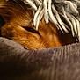 cat, orange_cat, sleeping, close_up, blanket, cozy, fur, pet, indoor, resting, fringe, soft_texture, warm_lighting, animal, cute, relaxed, comfort, hidden, face, whiskers