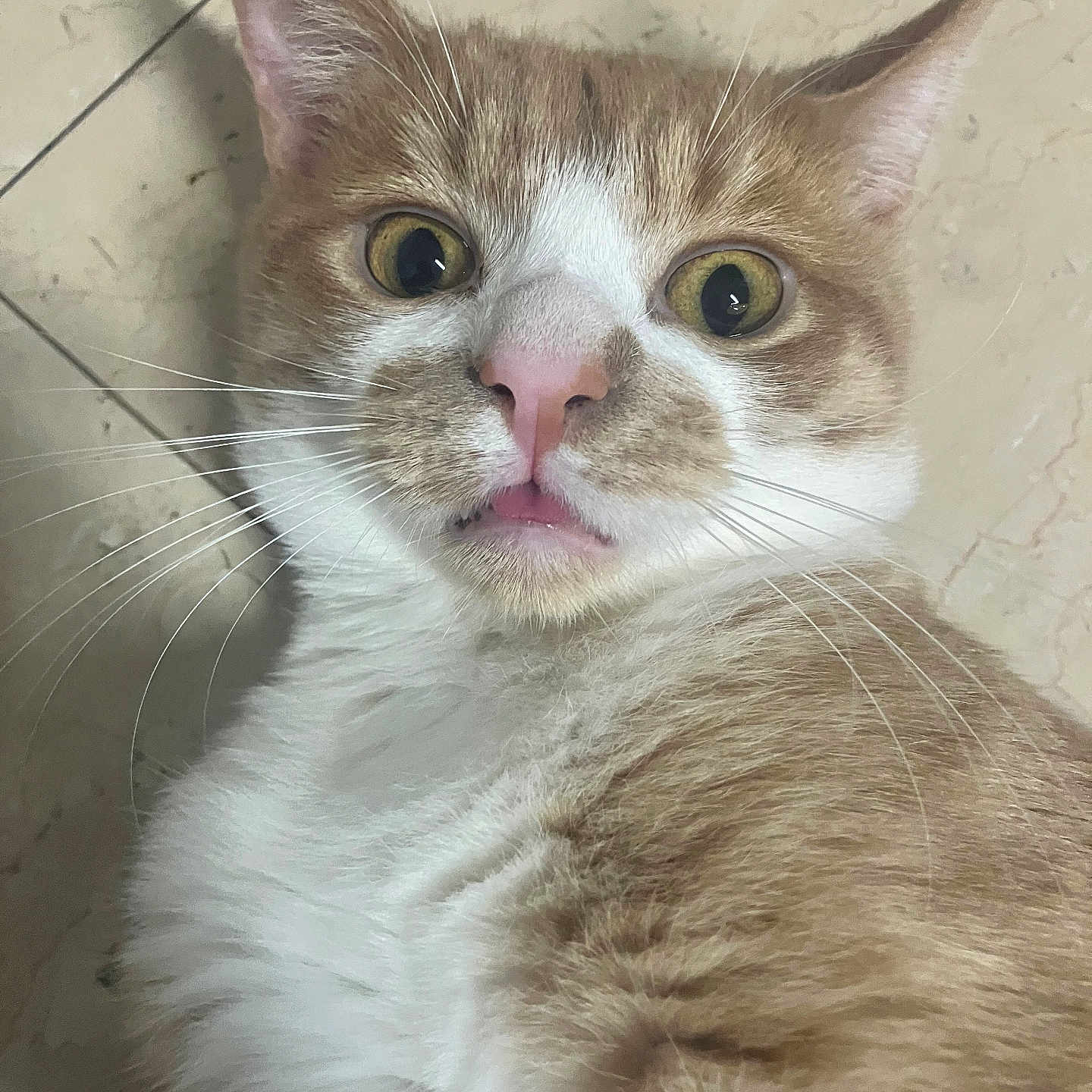 Leo is registered to the contest to win money with this photo: cat, orange_cat, white_cat, close_up, pet, animal, whiskers, fur, face, ears, eyes, nose, mouth, floor, tile, indoor, cute, surprised, expression, lying_down