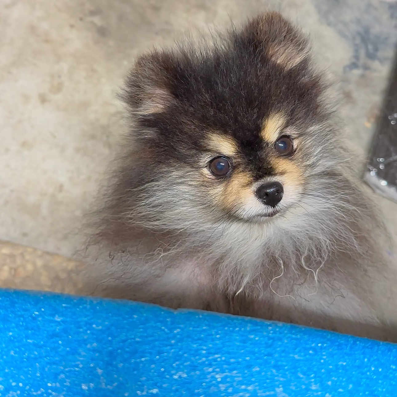 Simba is registered to the contest to win money with this photo: animal, canine, cat, cockerspaniel, coyote, dog, eskimodog, fox, greyfox, husky, kitfox, kitten, papillon, pet, poodle, puppy, raccoon, snout