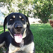 Jasper joined the competition — help win amazing prizes! dog, black_and_tan, sitting, tongue_out, happy, smiling, outdoors, grass, backyard, garden, trees, sunlight, animal, pet, portrait, closeup, chicken, house, nature, playful