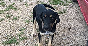 Jasper joined the competition — help win amazing prizes! dog, puppy, black_and_tan, standing, outdoor, rural, driveway, gravel, red_vehicle, trailer, grass, yard, animal, pet, portrait, looking_at_camera, floppy_ears, short_fur, four_legs, daylight
