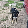 dog, puppy, black_and_tan, standing, outdoor, rural, driveway, gravel, red_vehicle, trailer, grass, yard, animal, pet, portrait, looking_at_camera, floppy_ears, short_fur, four_legs, daylight