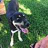 dog, black_and_tan, pet, canine, happy, smiling, tongue_out, outdoor, grass, sunlight, backyard, standing, looking_at_camera, short_hair, tail, paws, collar, log, human, candid