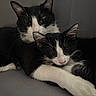 cat, black_and_white, two_cats, feline, pets, snuggling, close_up, whiskers, ears, soft_light, indoor, resting, cozy, fur, animal, cute, companion, relaxed, sleepy, domestic_animal