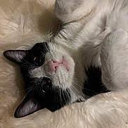 Houdini joined the competition — help win amazing prizes! animal, black_and_white, blanket, cat, close_up, cozy, cute, feline, fluffy, fur, indoors, lying_down, pet, pink_nose, portrait, relaxed, soft_texture, upside_down, whiskers, yellow_eyes