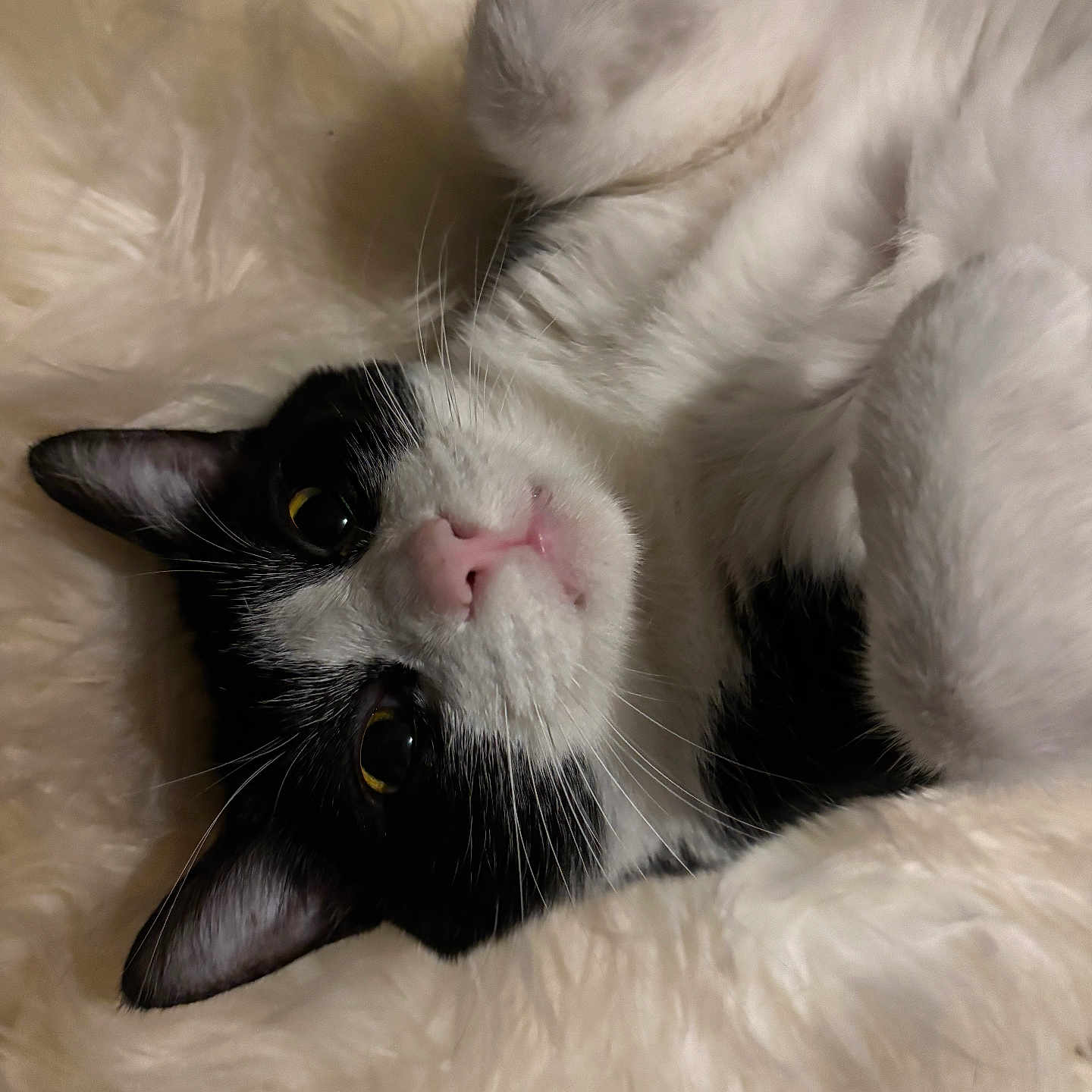Houdini