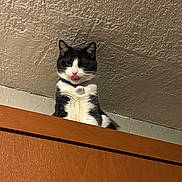 Houdini is registered to the contest to win money with this photo: cat, black_and_white, tongue_out, indoor, cabinet, wooden, pet, feline, curious, looking_down, collar, whiskers, ears, ceiling, texture, funny_expression, animal, domestic, cute, playful