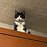 cat, black_and_white, tongue_out, indoor, cabinet, wooden, pet, feline, curious, looking_down, collar, whiskers, ears, ceiling, texture, funny_expression, animal, domestic, cute, playful