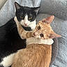 cat, cats, feline, black_and_white_cat, orange_cat, embrace, cuddle, pets, animal, whiskers, ears, fur, bed, blanket, cozy, cute, companionship, indoor, resting, friendship